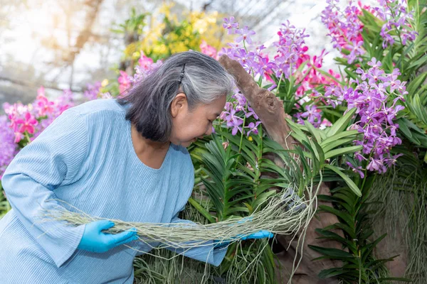 Retired senior woman enjoying with checking root of her blooming