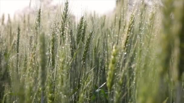 Groene Oren Van Gerst Met Waterdruppels Het Besproeien Van Het — Stockvideo