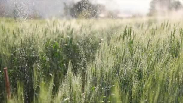 Zöld Füle Árpa Vízcseppekkel Permetezés Után Vízrendszer Közeli Mezőgazdasági Területen — Stock videók