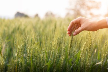 Bir kadın yeşil arpa tarlasına dokunuyor. Atmosferik otantik an. Tarz sahibi kız kırsalda huzurlu bir akşamın tadını çıkarıyor. Uzayı kopyala Kırsal yavaş yaşam