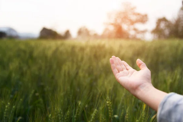 Una Donna Apre Mano Sul Campo Verde Dell Orzo Momento — Foto Stock