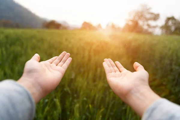 Una Donna Apre Mano Sul Campo Verde Dell Orzo Momento — Foto Stock