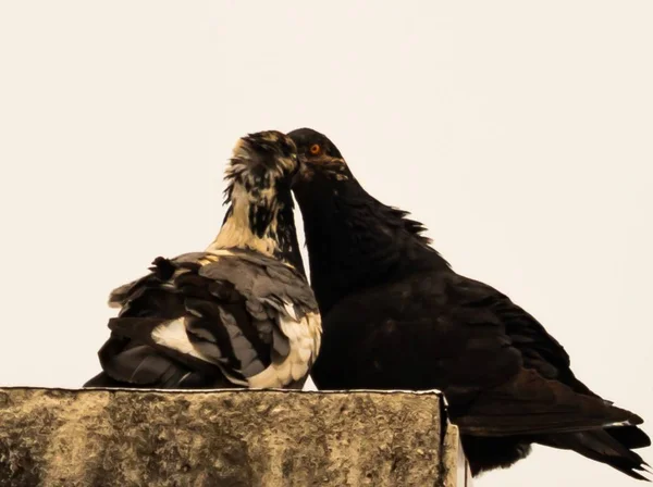 Stedelijke Vogels Onze Dagelijkse Metgezellen — Stockfoto