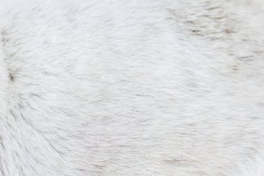 Köpek kürkü dokusu