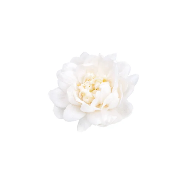 Flor de jazmín aislada sobre fondo blanco. — Foto de Stock