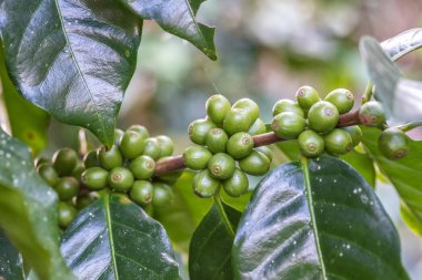 Ağaçtaki kahve çekirdekleri 