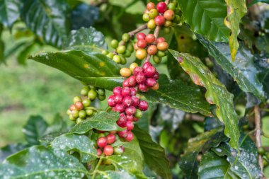 Ağaçtaki kahve çekirdekleri 