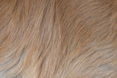 Köpek kürkü dokusu 