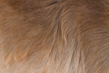 Köpek kürkü dokusu 