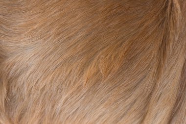 Köpek kürkü dokusu 