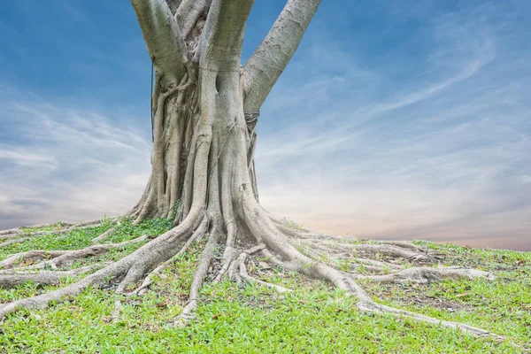 Raízes de uma árvore e grama verde com fundo céu por do sol — Fotografia de Stock