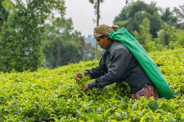Rassagala, Sri Lanka - Mar 21: Çay yaprağı çay plantasyon üzerinde 19 Mart 2016 üzerinde çay plantasyon Rassagala, Sri Lanka, toplama kadından Sri lanka.