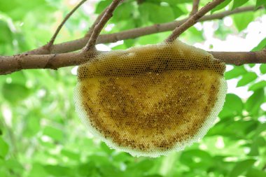 Ağaç üzerinde eski petek