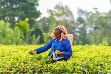 Rassagala, Sri Lanka - Mar 21: Çay yaprağı çay plantasyon üzerinde 19 Mart 2016 üzerinde çay plantasyon Rassagala, Sri Lanka, toplama kadından Sri lanka.