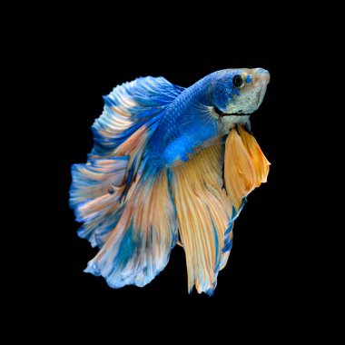 Mavi Siyam Balığı