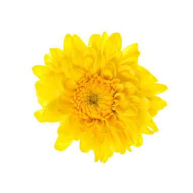 Beyaz arkaplanda izole edilmiş sarı çiçek