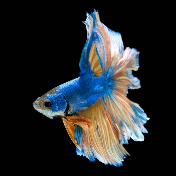 Синя риба, що бореться, ізольована на чорному тлі — стокове фото