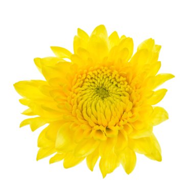 Beyaz arkaplanda izole edilmiş sarı çiçek