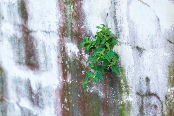 Plant on a cement wall — Stock Photo, Image