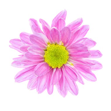 Beyaz arkaplanda izole edilmiş pembe çiçek