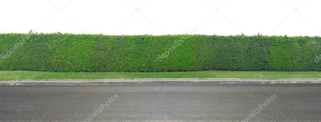 Green leaves wall and asphalt road isolated on white background