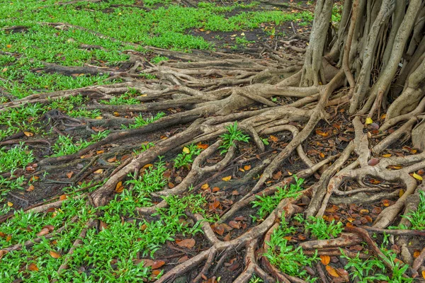 Raízes de uma árvore e grama verde fundo — Fotografia de Stock