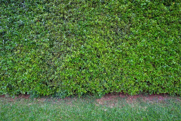 Текстура стіни зеленого листя — стокове фото