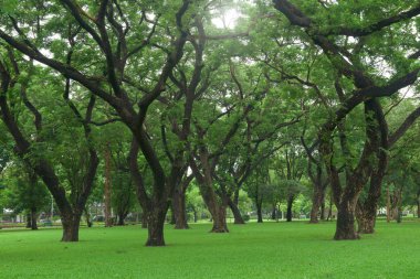 park alanında yeşil çimen