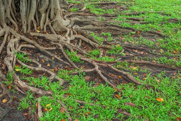 Raízes de uma árvore e grama verde fundo — Fotografia de Stock