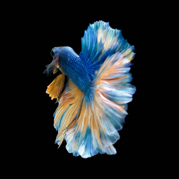 Blue fighting fish isolated on black background — Stock Photo, Image