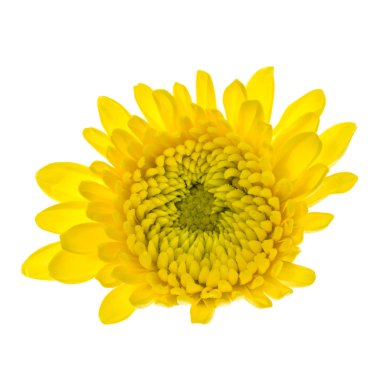 beyaz izole sarı çiçek 