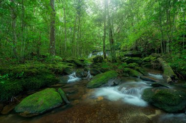 yağmur ormanlarında şelale 