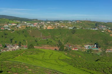 Çay yeşil alanları ile manzara