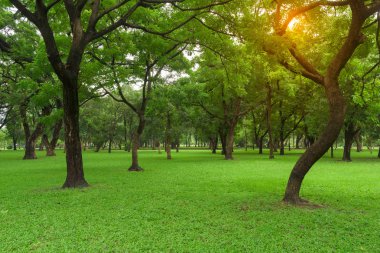 park alanında yeşil çimen