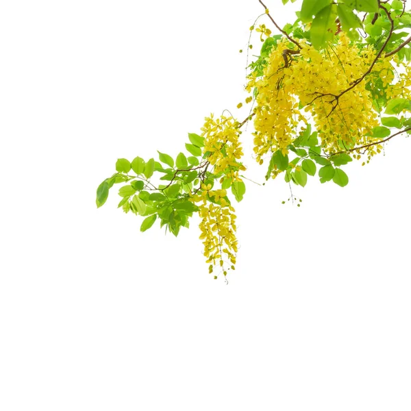 Goldener Duschbaum (Cassia-Fistel)) — Stockfoto