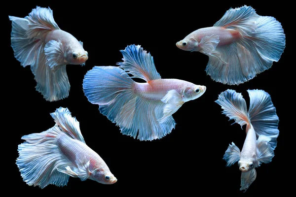 Набір рожевих бойових рибок ізольовано на чорному тлі — стокове фото