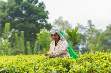 Çay yaprağı çay plantasyonda toplama kadın Sri Lanka 