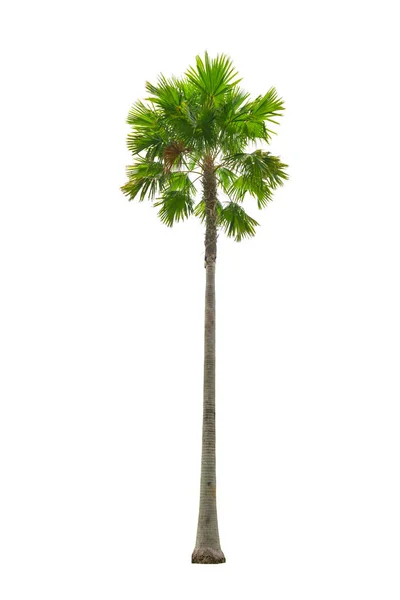 Beyaz arkaplanda izole edilmiş palmiye ağacı. — Stok fotoğraf