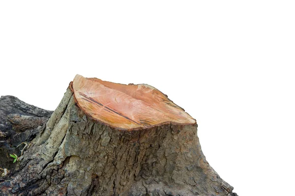 Tree stump isolated on white background. This has clipping path. — Stock Photo, Image