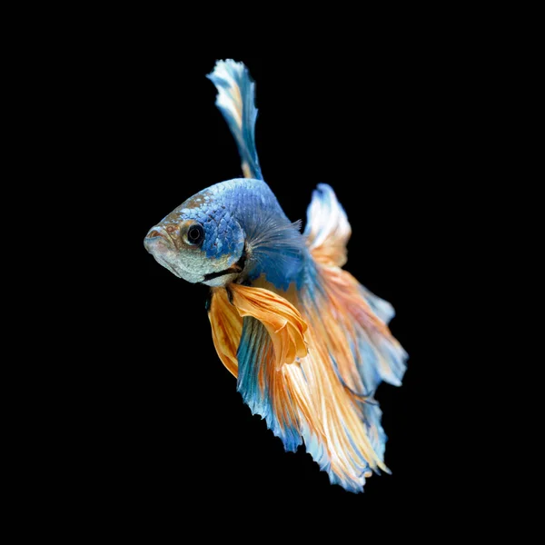 Blue fighting fish isolated on black background — Stock Photo, Image