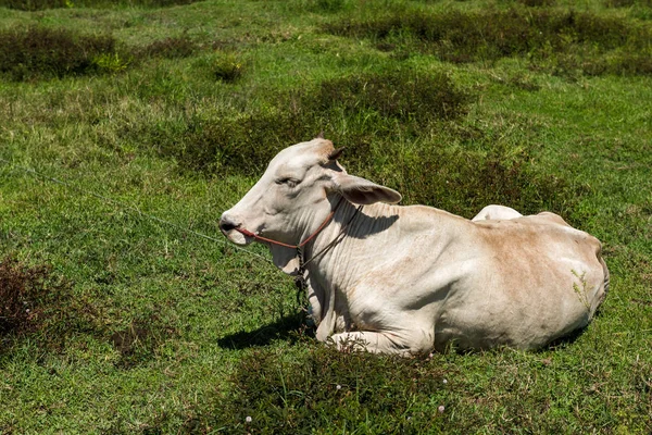 Primer plano de Vaca en el campo — Foto de Stock