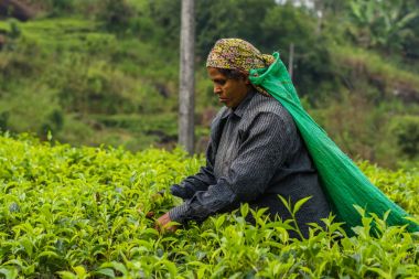Çay yaprağı çay plantasyonda toplama kadın Sri Lanka