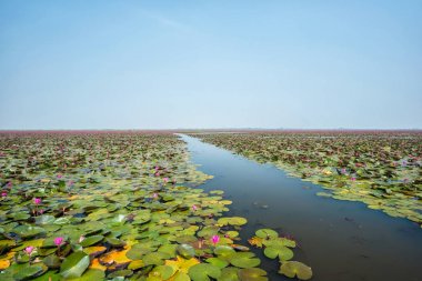 Pembe lotus, Udon Thani, Thailand (görünmeyen Tayland denizde güzel Lotus) 