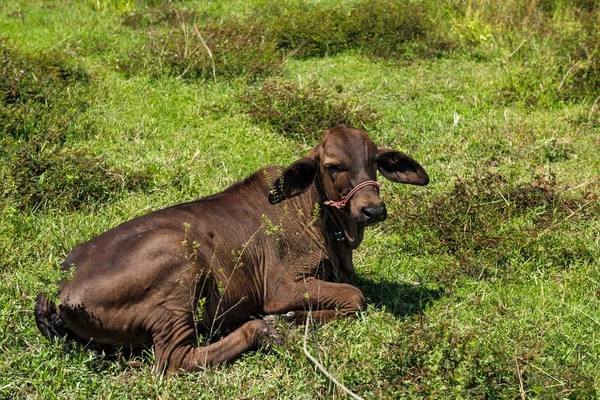 Primer plano de Vaca en el campo — Foto de Stock