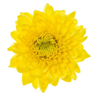 Beyaz arkaplanda izole edilmiş sarı çiçek