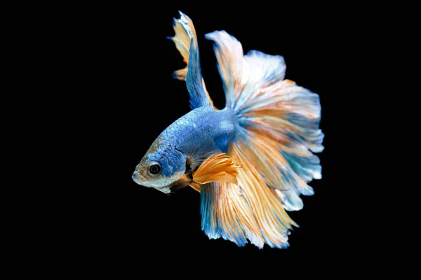 Blauer Kampffisch isoliert auf schwarzem Hintergrund — Stockfoto