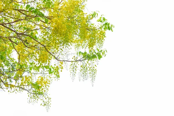Gyllene dusch träd (Cassia fistel) på vit bakgrund. — Stockfoto