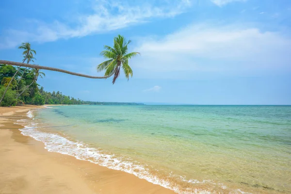 Tropical beach with coconut tree Royalty Free Stock Images