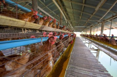 Çiftlikteki tavuklar.