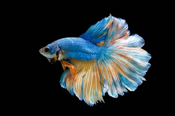 Blue Fighting Fish Isolated Black Background — Stock Photo, Image